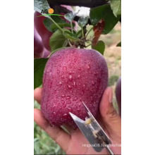 New Crop  Fresh Fruit Huaniu Apple for wholesale